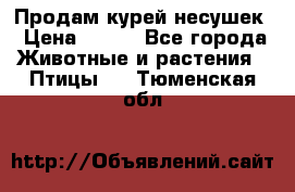 Продам курей несушек › Цена ­ 350 - Все города Животные и растения » Птицы   . Тюменская обл.